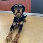 bürohund frieda
