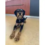 bürohund frieda